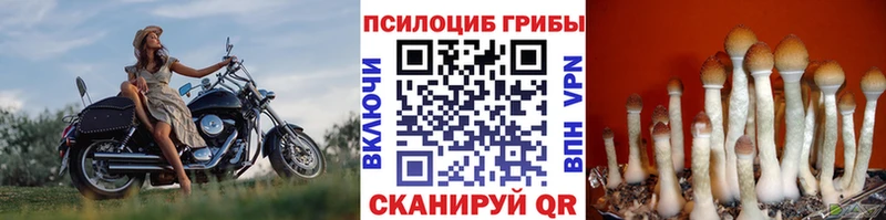 где найти   Сурск  Галлюциногенные грибы Cubensis 
